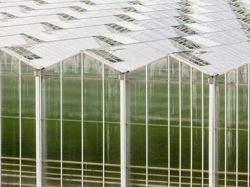 verwijderen mos kasdek