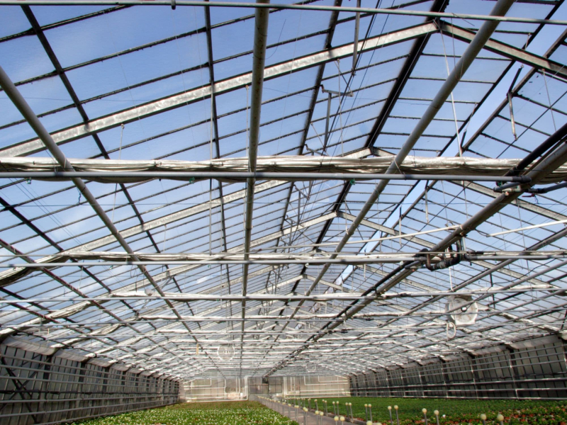 Gewächshauses von innen reinigen